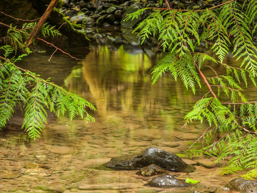 D67368